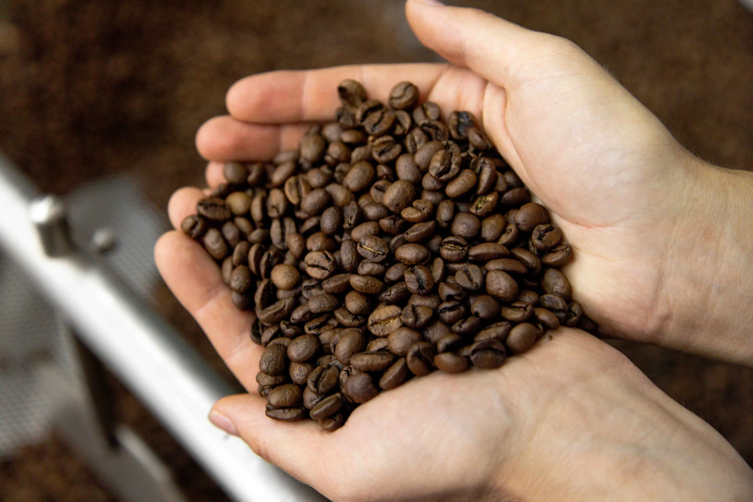 Raw coffee beans ready for roasting